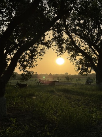 Sunset over the orchard, a tractor and trailer silhouetted between the trees