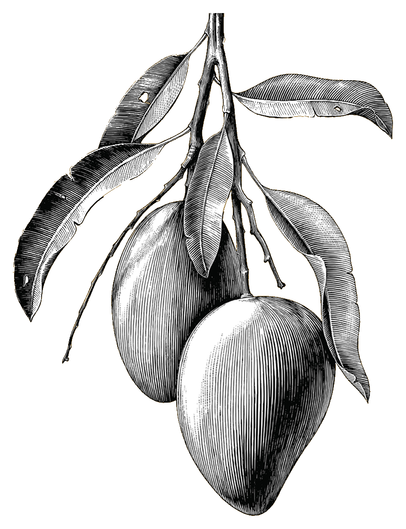 Botanical engraving of two mangoes on the branch